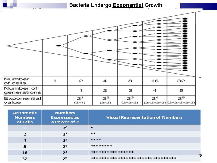 Bacteria Undergo Exponential Growth 9 