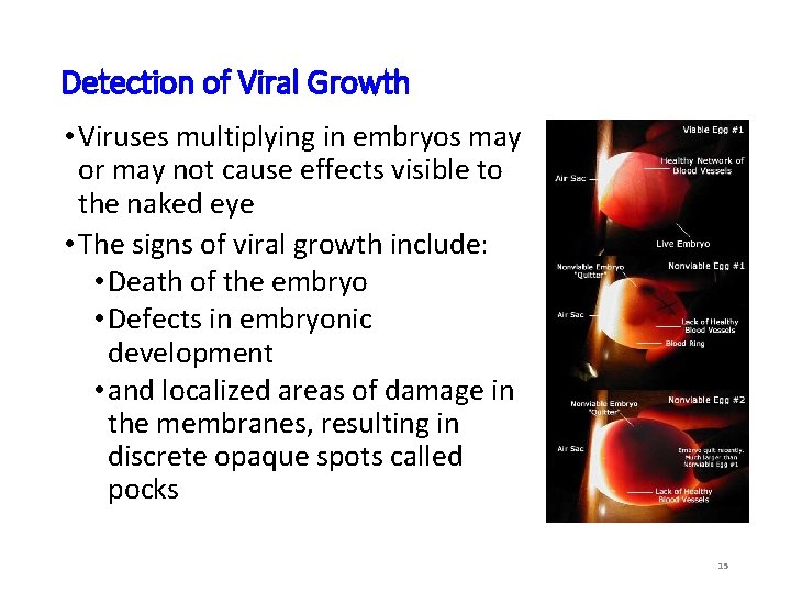 Detection of Viral Growth • Viruses multiplying in embryos may or may not cause