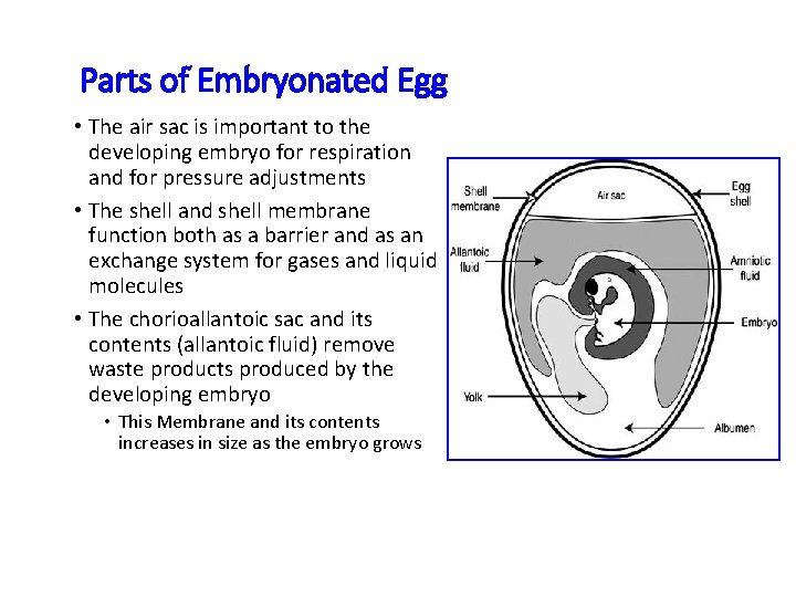 Parts of Embryonated Egg • The air sac is important to the developing embryo