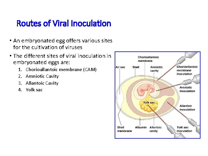 Routes of Viral Inoculation • An embryonated egg offers various sites for the cultivation