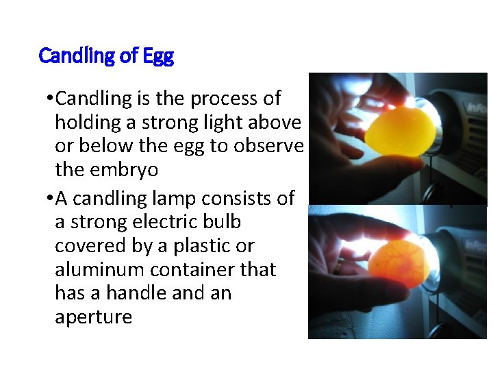 Candling of Egg • Candling is the process of holding a strong light above