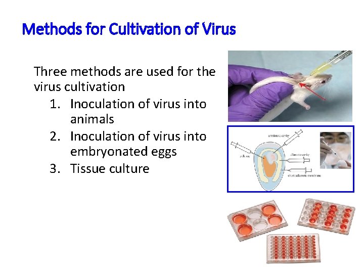 Methods for Cultivation of Virus Three methods are used for the virus cultivation 1.