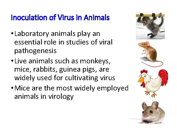 Inoculation of Virus in Animals • Laboratory animals play an essential role in studies