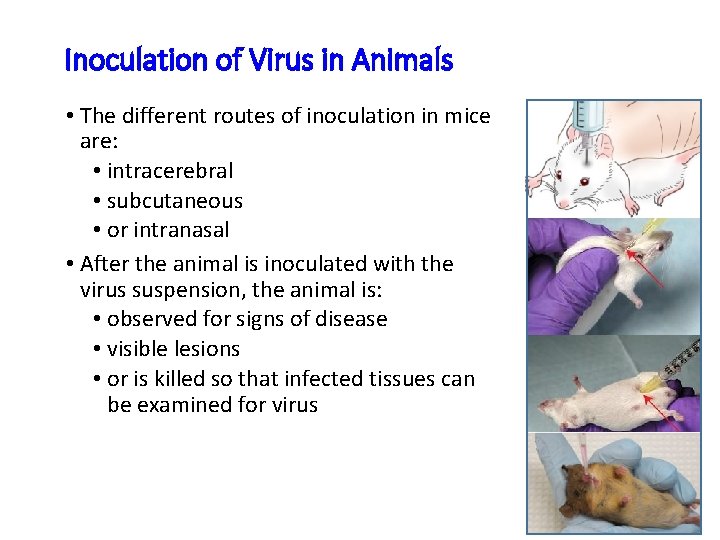 Inoculation of Virus in Animals • The different routes of inoculation in mice are: