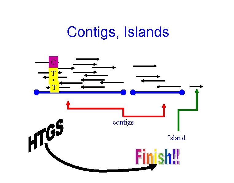 Contigs, Islands C T T T contigs Island 