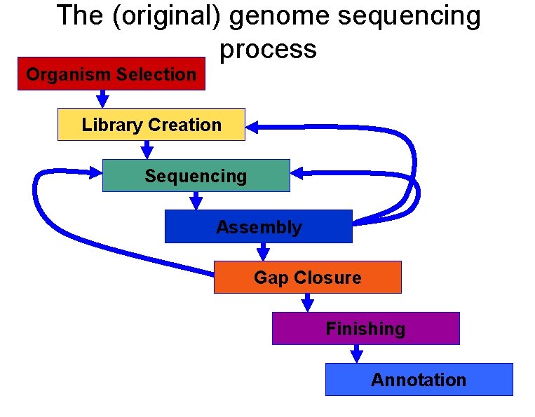 The (original) genome sequencing process Organism Selection Library Creation Sequencing Assembly Gap Closure Finishing