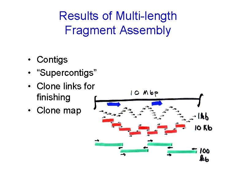 Results of Multi-length Fragment Assembly • Contigs • “Supercontigs” • Clone links for finishing