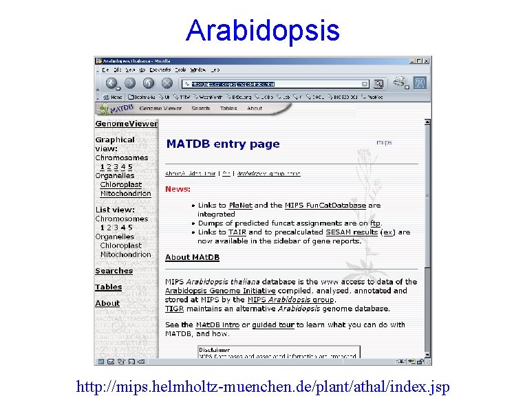 Arabidopsis http: //mips. helmholtz-muenchen. de/plant/athal/index. jsp 