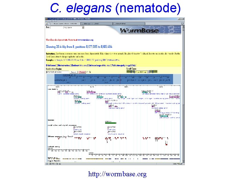 C. elegans (nematode) http: //wormbase. org 