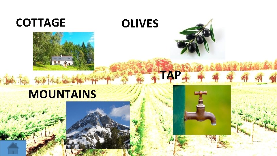 COTTAGE OLIVES TAP MOUNTAINS 