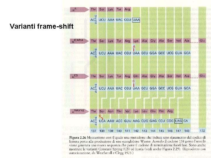 Varianti frame-shift 