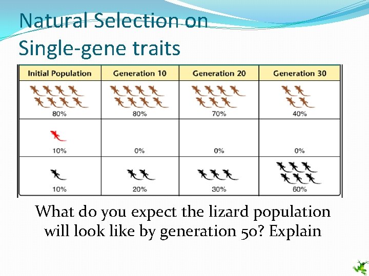 Natural Selection on Single-gene traits What do you expect the lizard population will look