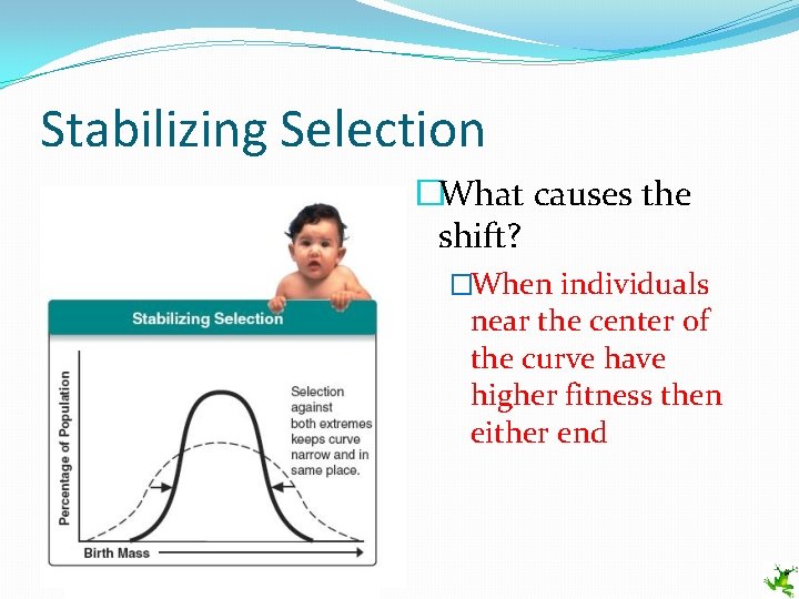 Stabilizing Selection �What causes the shift? �When individuals near the center of the curve