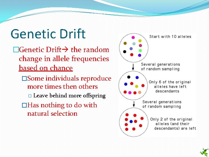 Genetic Drift �Genetic Drift the random change in allele frequencies based on chance �Some