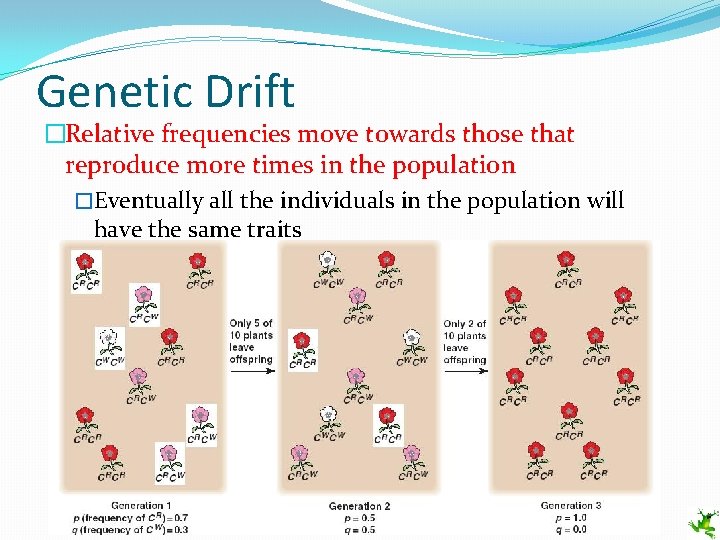 Genetic Drift �Relative frequencies move towards those that reproduce more times in the population