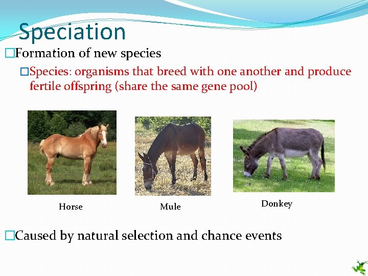 Speciation �Formation of new species �Species: organisms that breed with one another and produce