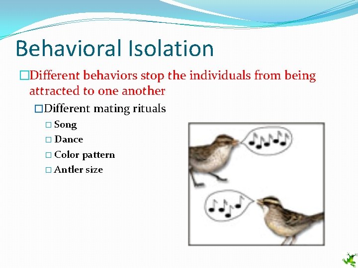 Behavioral Isolation �Different behaviors stop the individuals from being attracted to one another �Different