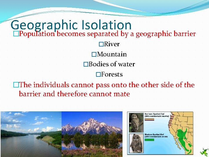 Geographic Isolation �Population becomes separated by a geographic barrier �River �Mountain �Bodies of water