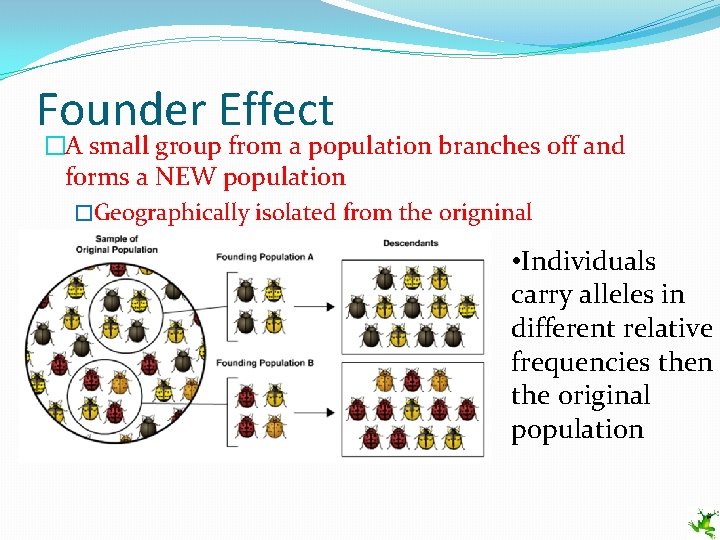 Founder Effect �A small group from a population branches off and forms a NEW