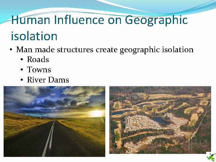 Human Influence on Geographic isolation • Man made structures create geographic isolation • Roads