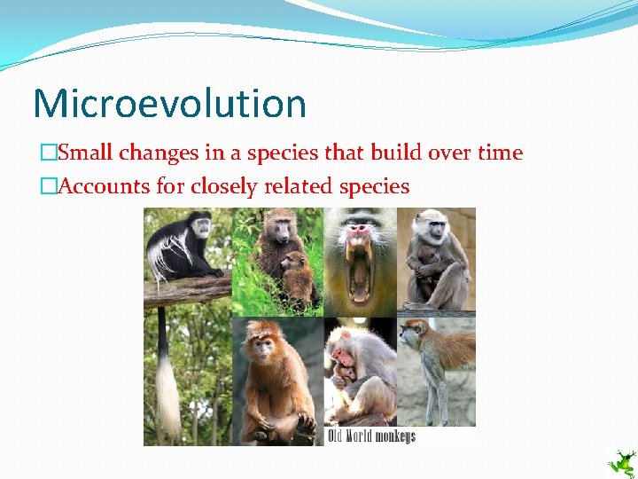 Microevolution �Small changes in a species that build over time �Accounts for closely related
