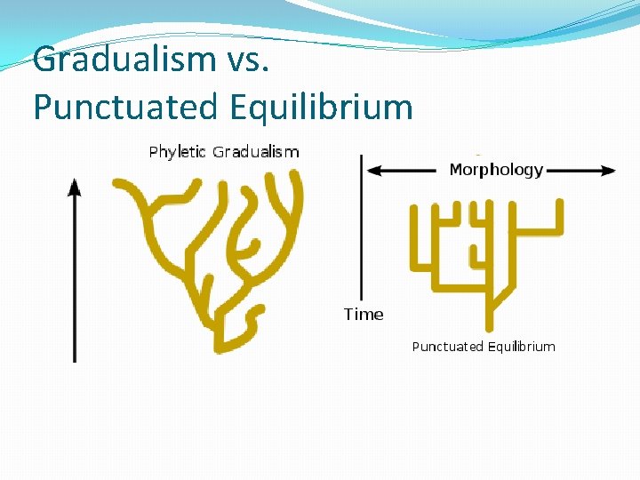 Gradualism vs. Punctuated Equilibrium 
