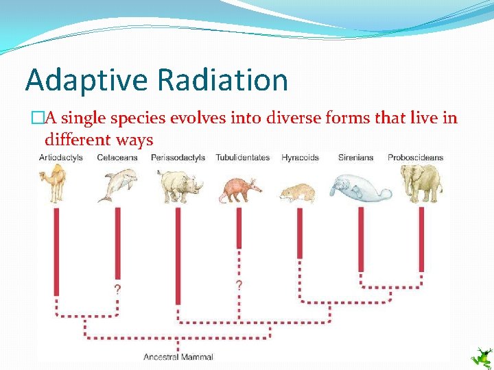 Adaptive Radiation �A single species evolves into diverse forms that live in different ways