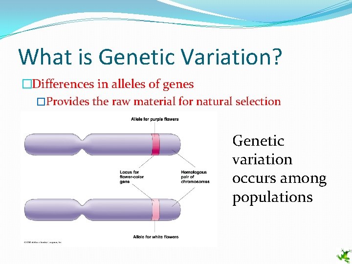 What is Genetic Variation? �Differences in alleles of genes �Provides the raw material for