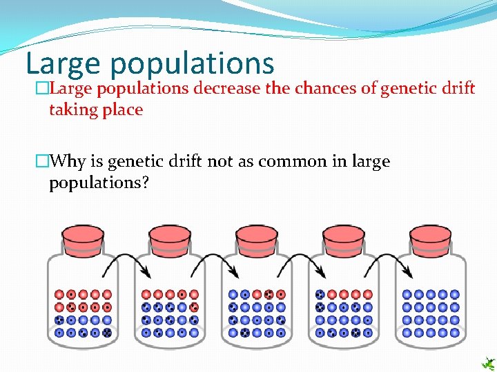 Large populations �Large populations decrease the chances of genetic drift taking place �Why is