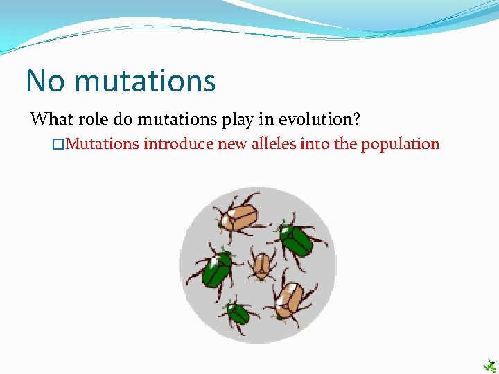 No mutations What role do mutations play in evolution? �Mutations introduce new alleles into