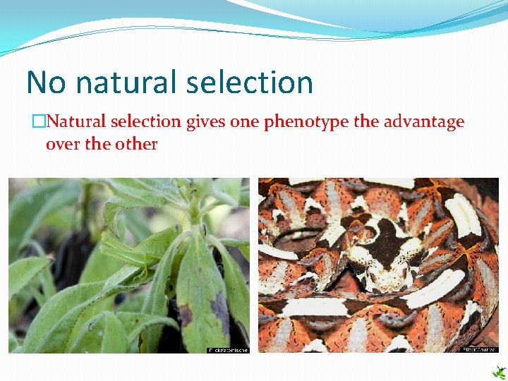 No natural selection �Natural selection gives one phenotype the advantage over the other 