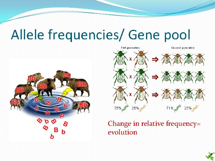 Allele frequencies/ Gene pool Change in relative frequency= evolution 