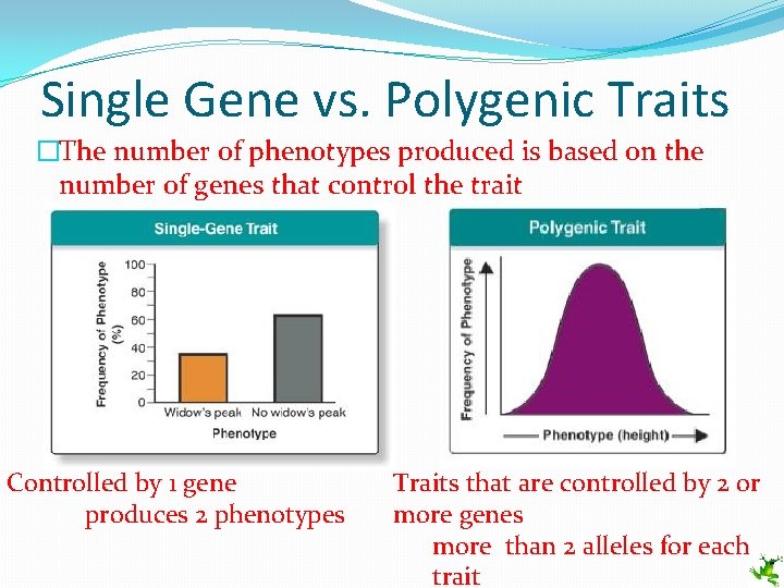 Single Gene vs. Polygenic Traits �The number of phenotypes produced is based on the