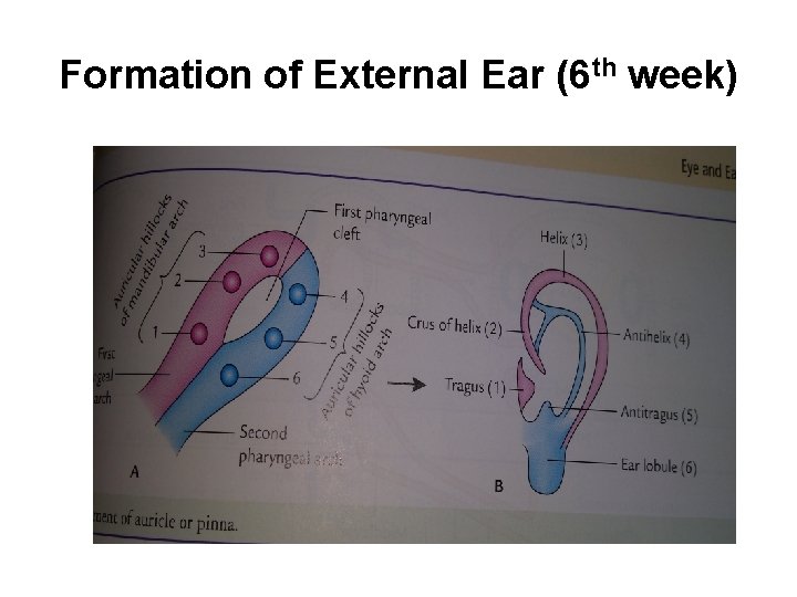 Formation of External Ear (6 th week) 