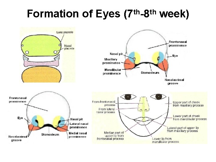 Formation of Eyes (7 th-8 th week) 