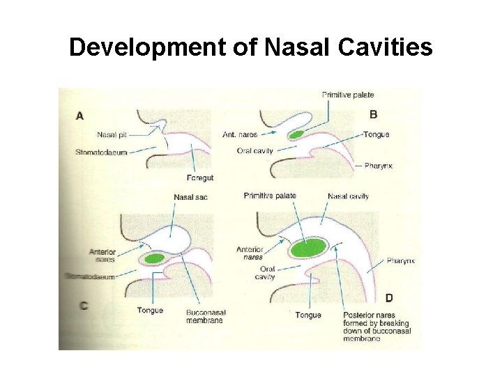 Development of Nasal Cavities 