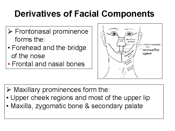 Derivatives of Facial Components Ø Frontonasal prominence forms the: • Forehead and the bridge