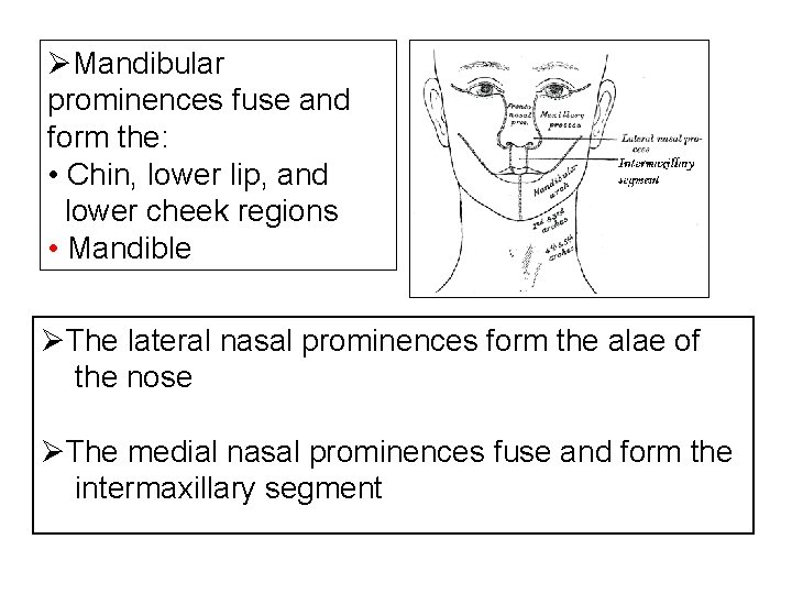 ØMandibular prominences fuse and form the: • Chin, lower lip, and lower cheek regions