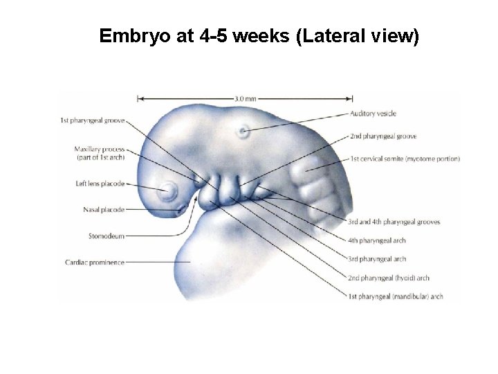 Embryo at 4 -5 weeks (Lateral view) 