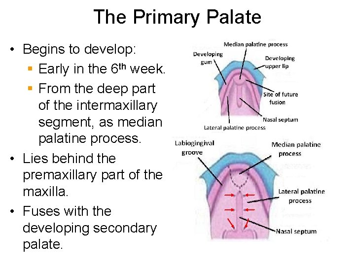 The Primary Palate • Begins to develop: § Early in the 6 th week.