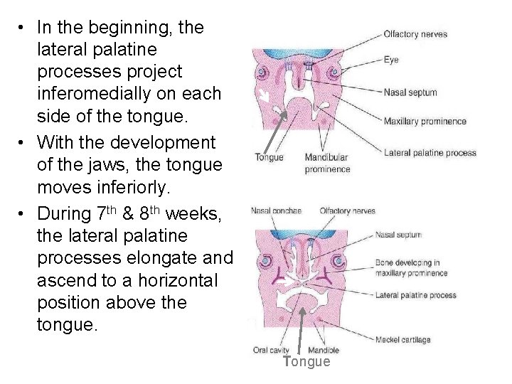  • In the beginning, the lateral palatine processes project inferomedially on each side
