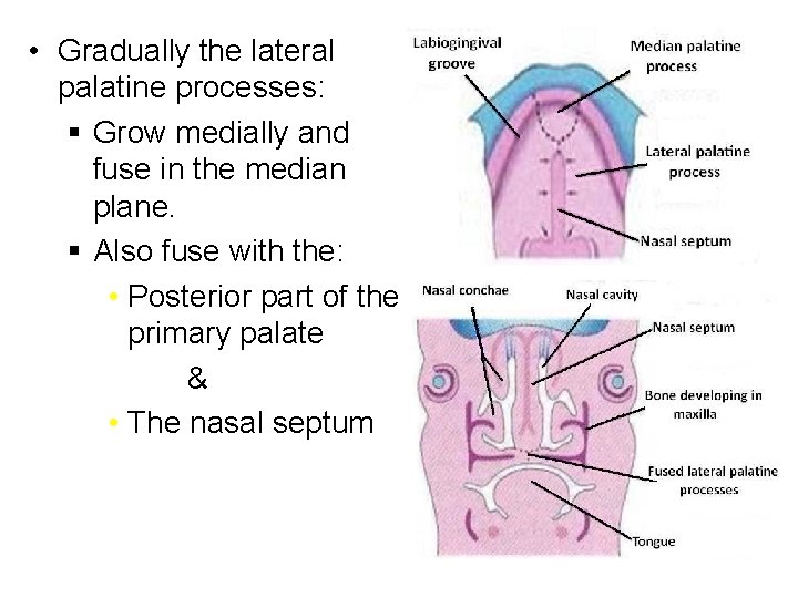  • Gradually the lateral palatine processes: § Grow medially and fuse in the