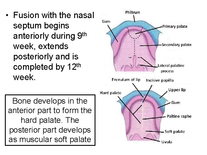  • Fusion with the nasal septum begins anteriorly during 9 th week, extends