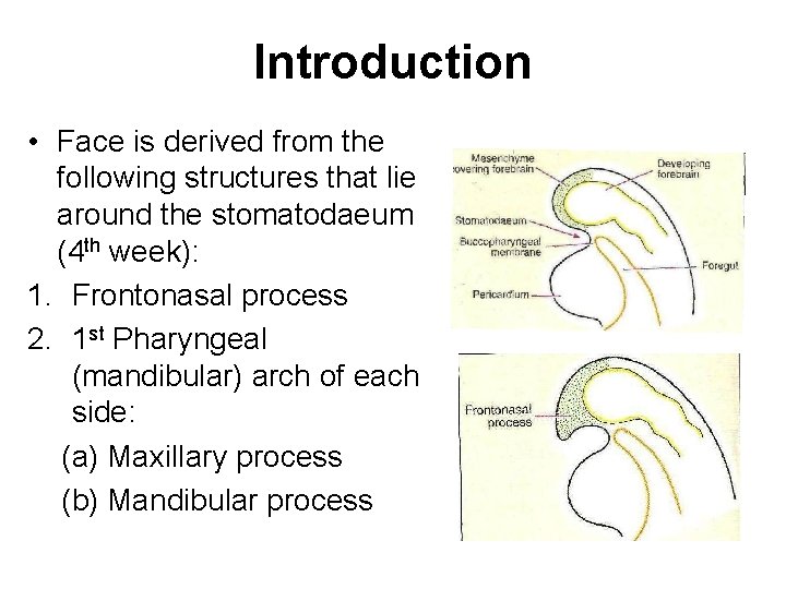 Introduction • Face is derived from the following structures that lie around the stomatodaeum