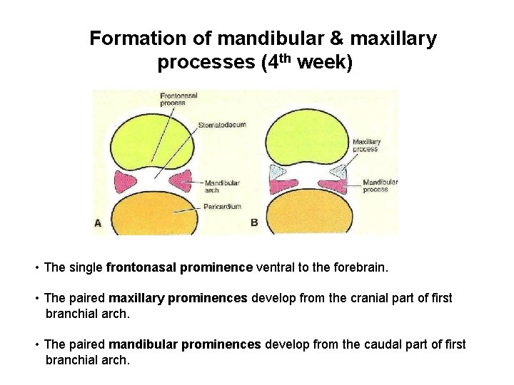 Formation of mandibular & maxillary processes (4 th week) • The single frontonasal prominence