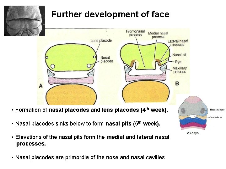 Further development of face • Formation of nasal placodes and lens placodes (4 th