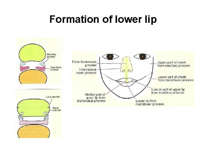 Formation of lower lip 