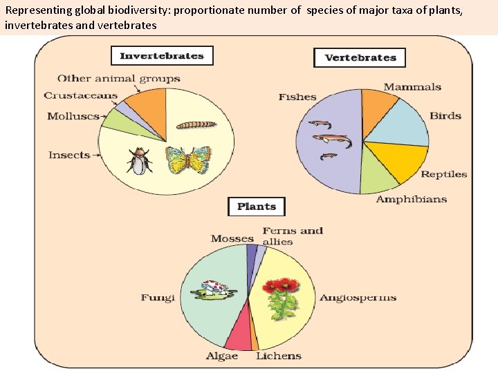 Representing global biodiversity: proportionate number of species of major taxa of plants, invertebrates and