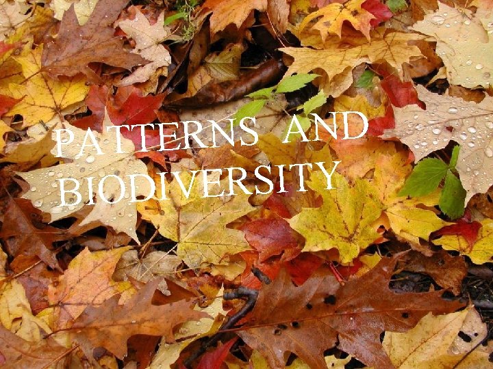 D N A S N PATTER Y T I S R E V BIODI
