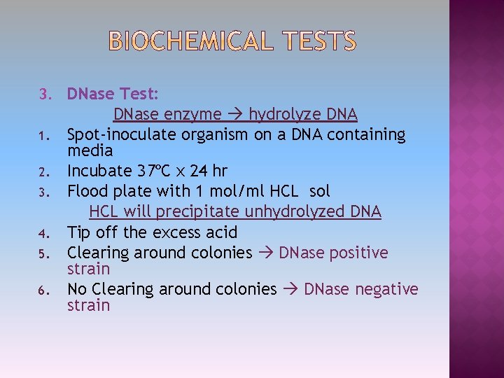 3. DNase Test: 1. 2. 3. 4. 5. 6. DNase enzyme hydrolyze DNA Spot-inoculate